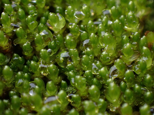 Image of Imbribryum miniatum by no rights reserved