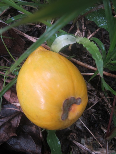 Lucuma campechiana