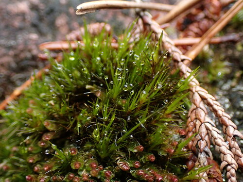 Image of Campylopus atrovirens by no rights reserved