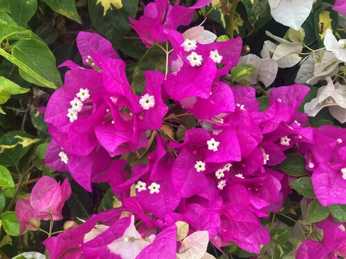 Foto de Primavera