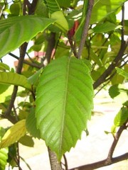 Dillenia philippinensis