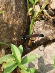 Eremnophila