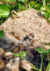 Eremnophila