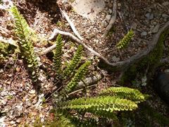 Veronica vernicosa