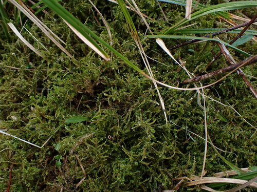 Image of Rhytidiadelphus subpinnatus by no rights reserved