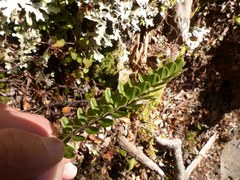 Veronica vernicosa