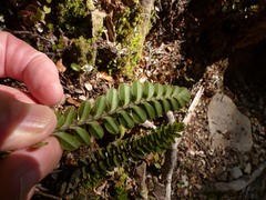 Veronica vernicosa