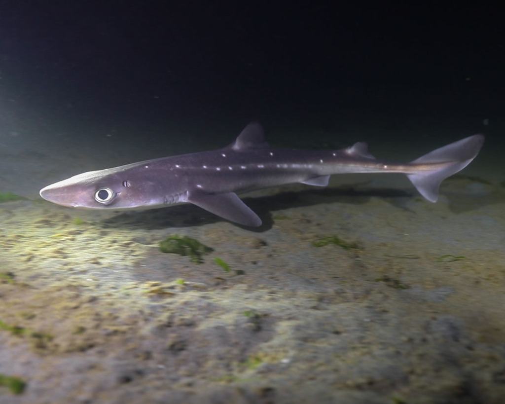 Spotted Spiny Dogfish