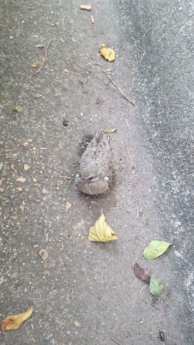 Mourning Dove photographed in Alabama