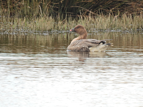Ánsar piquicorto (Anser brachyrhynchus)