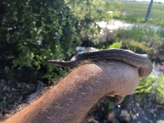 Tropidophis melanurus