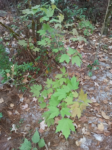 Image of Acer binzayedii by (c) Ricardo Betancourt Sánchez, some rights reserved (CC BY)