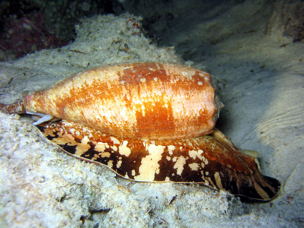 Geography Cone from Sipadan, Malaisie on September 8, 2005 by Sylvain