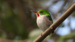 Todus multicolor