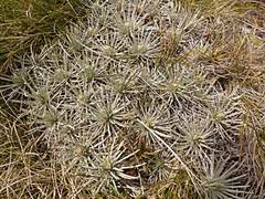 Celmisia sessiliflora