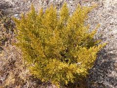 Halocarpus bidwillii
