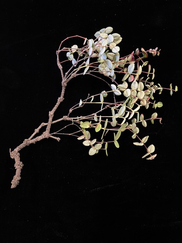 Euphorbia eleanoriae