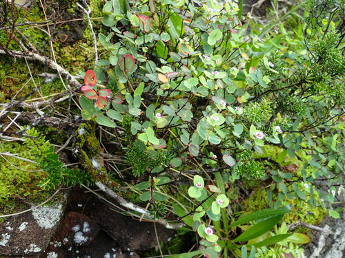 Euphorbia eleanoriae