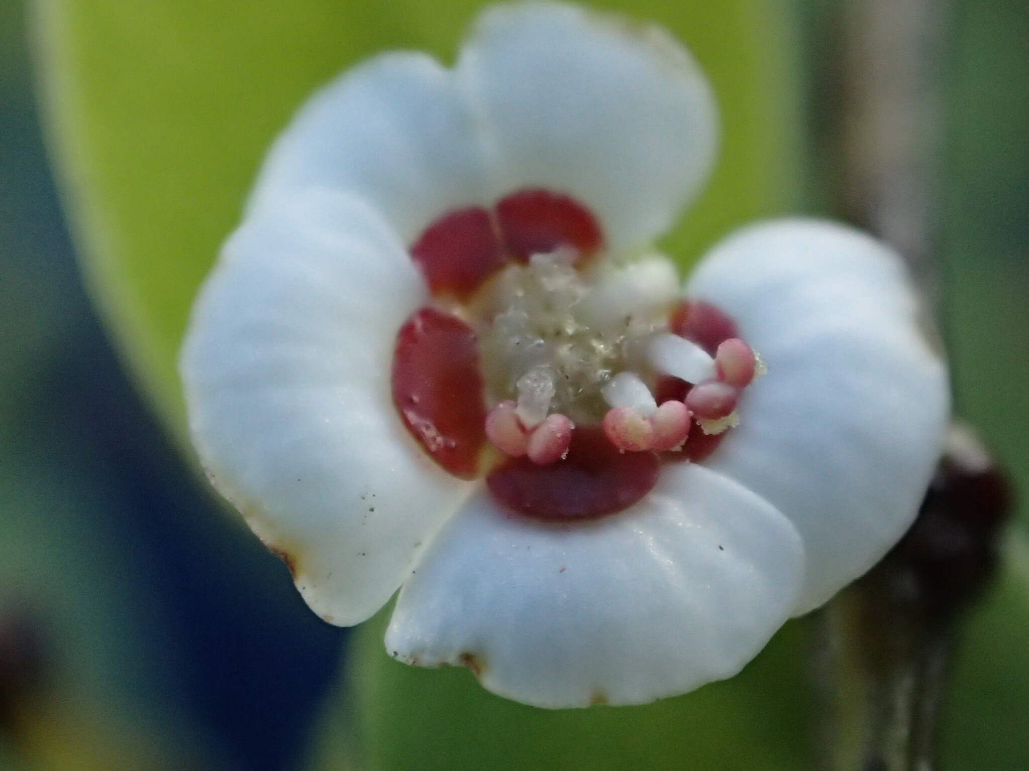 Euphorbia eleanoriae