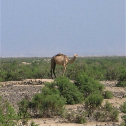 Dromedary Camel