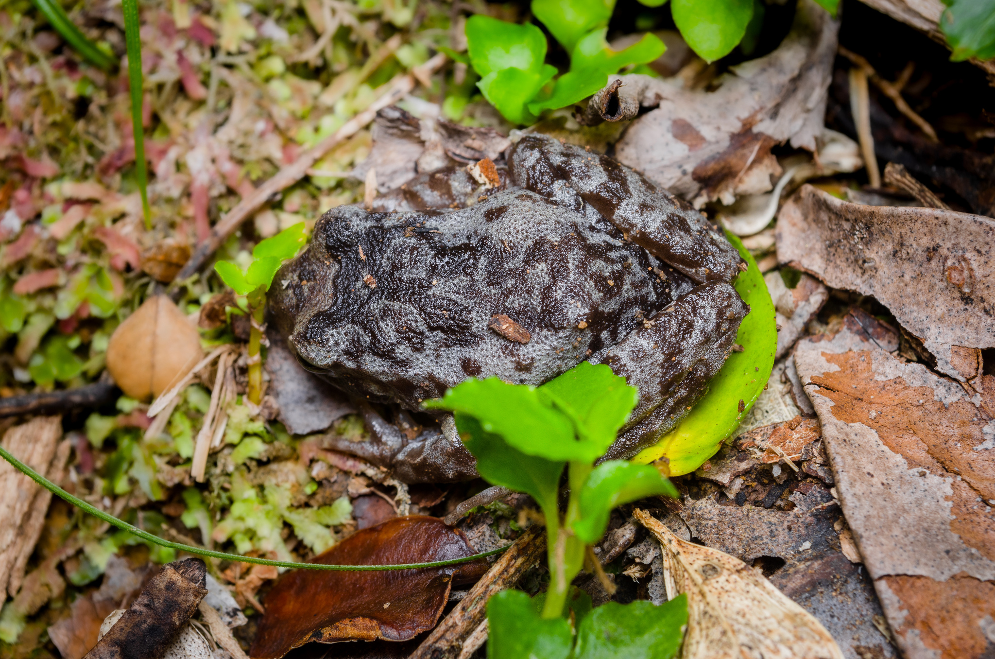 Eupsophus altor Nuñez, Rabanal & Formas, 2012