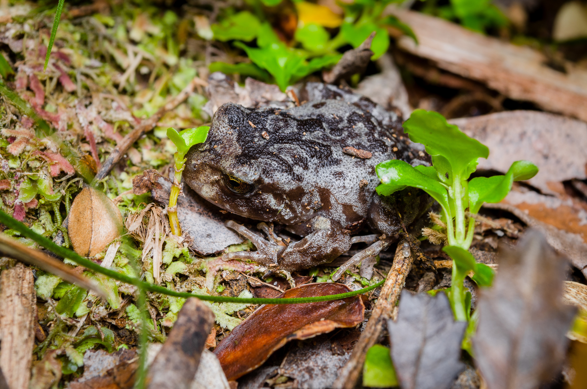 Eupsophus altor Nuñez, Rabanal & Formas, 2012