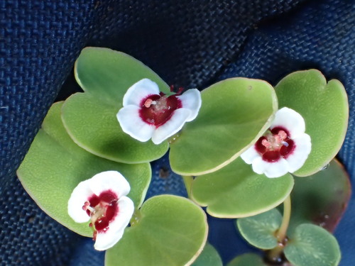 Euphorbia eleanoriae
