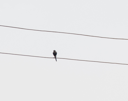 Northern Fiscal