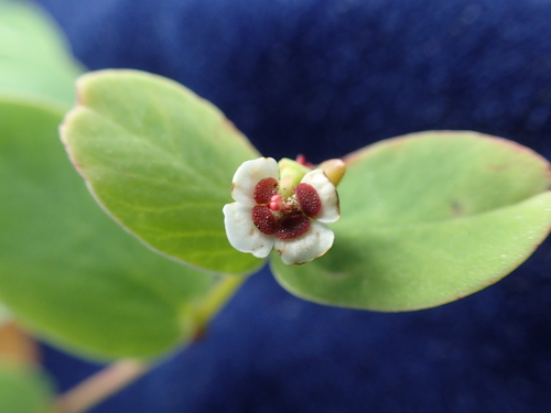 Euphorbia eleanoriae