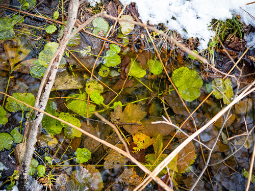 Raudonoji žiognagė nuotrauka