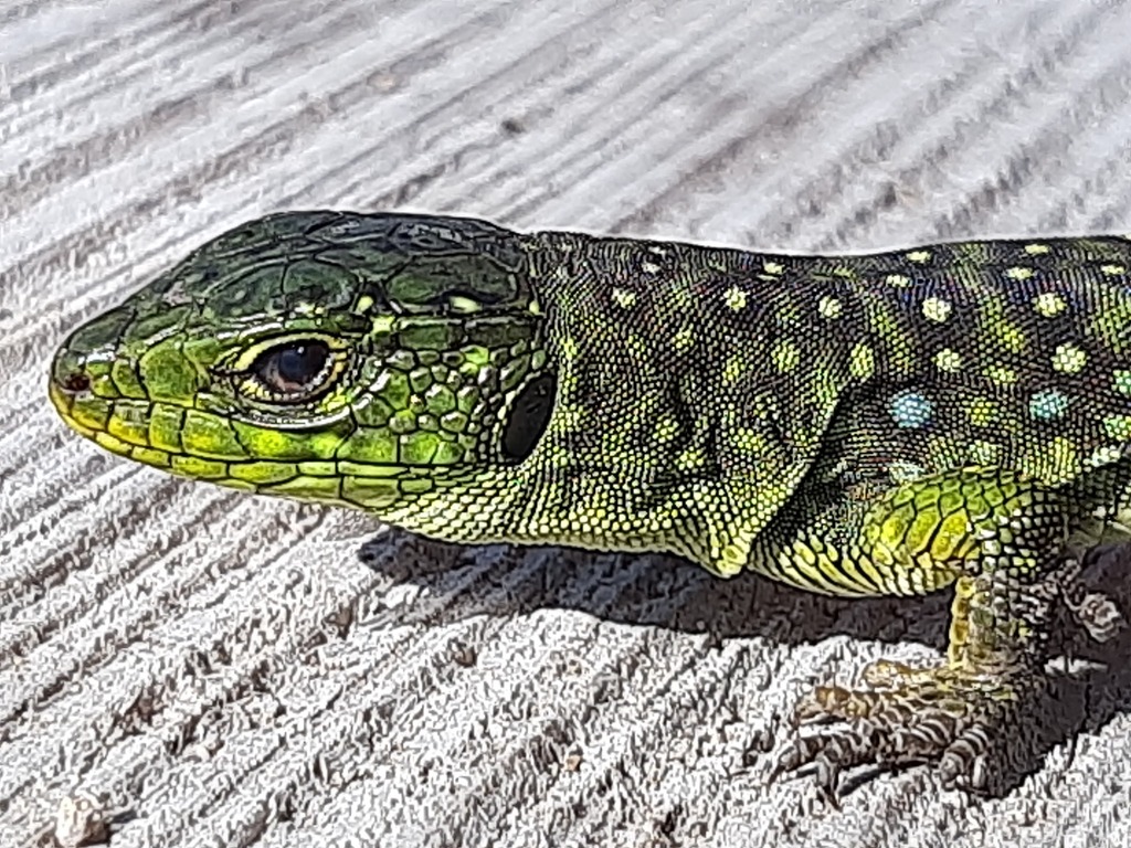 Ocellated Lizard
