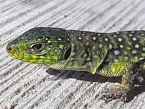 Ocellated Lizard