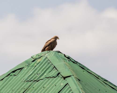 Black Kite