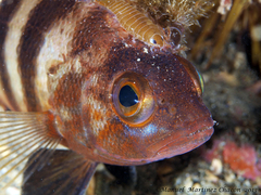 Serranus hepatus