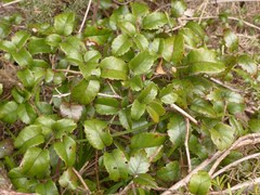Rubus australis