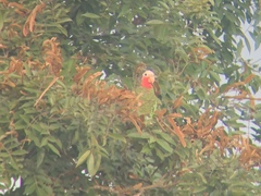 Amazona leucocephala