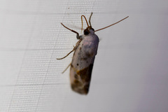 Ponometia candefacta