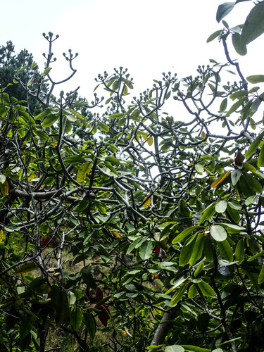 Euphorbia haeleeleana, 2018-06-13