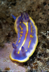 Felimida binza