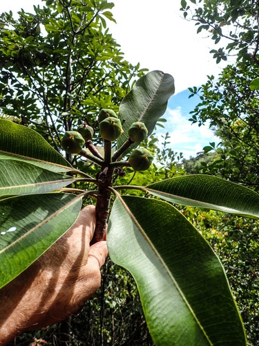 Euphorbia haeleeleana, 2018-06-06