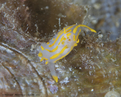 Polycera quadrilineata