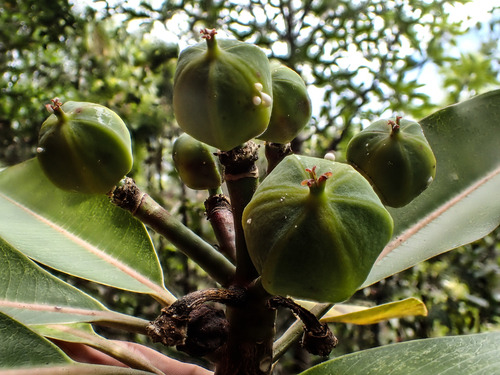 Euphorbia haeleeleana