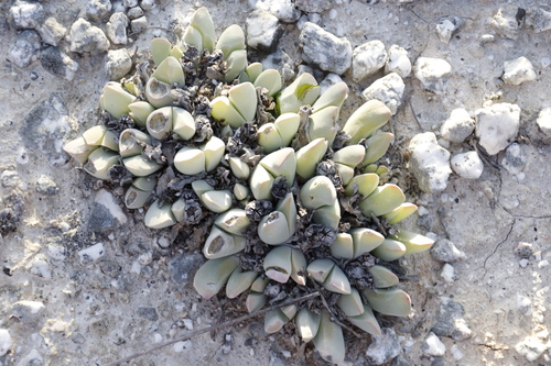 Image of Gibbaeum hartmannianum by (c) Tony Rebelo, some rights reserved (CC BY-SA)