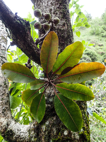 Euphorbia haeleeleana, 2016-08-23