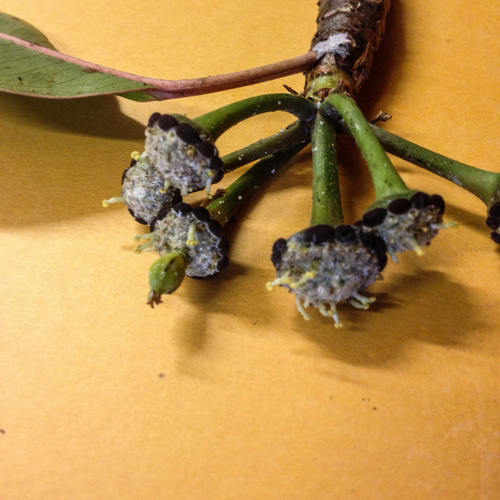 Euphorbia haeleeleana, 2014-07-09