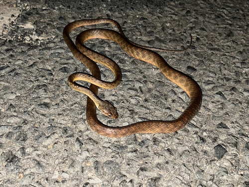 Brown Tree Snake sighting
