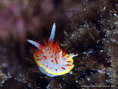Diaphorodoris papillata