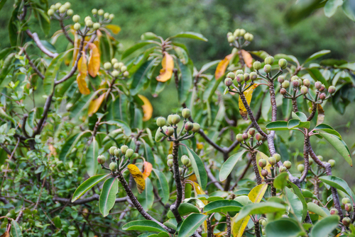 Euphorbia haeleeleana, 2014-07-08