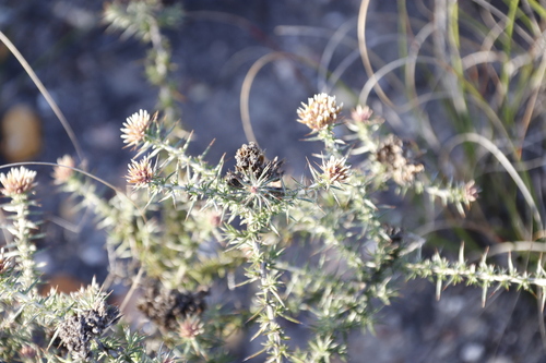 Image of Metalasia acuta by (c) Tony Rebelo, some rights reserved (CC BY-SA)
