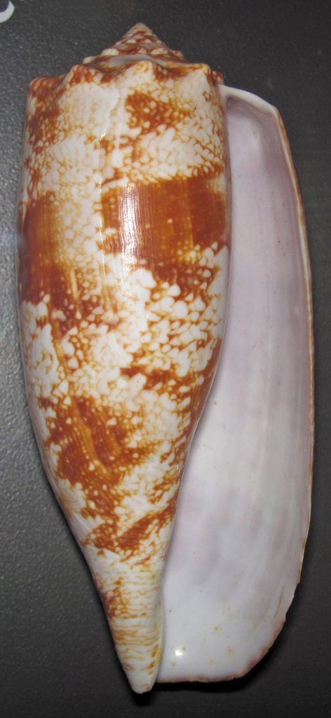 Geography cone, Geographer cone